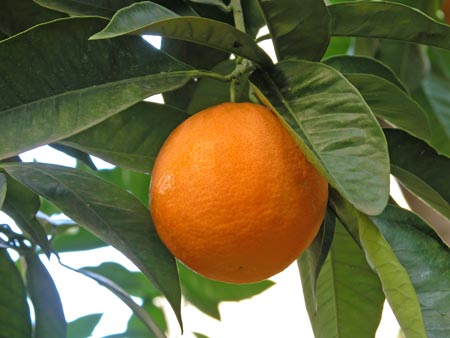 Coltivazione arance di Sicilia