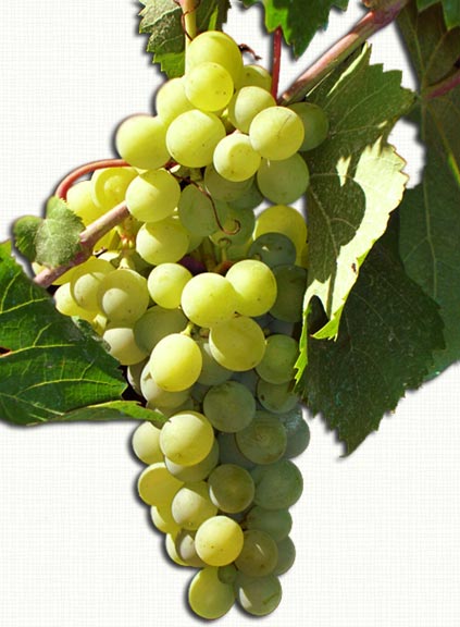 Produzione ortofrutticola in Sicilia di uva Italia di Canicattì (AG)